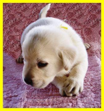 Puppy from Canzoni Animal